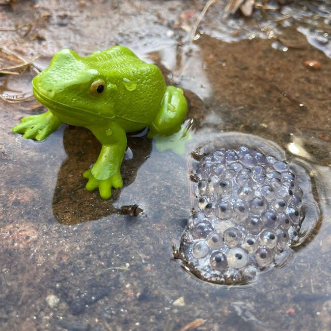 Safari Life Cycle Of A Frog - STEM Toys - 3