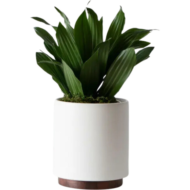 Dracaena Compacta, White Mid-Century Ceramic