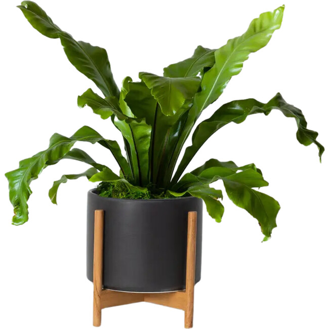 Bird's Nest Fern, Black Mid-Century Ceramic with Dark Wood Stand