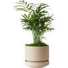 Small Parlor Palm, Sand Scandinavian Ceramic - Planters - 1 - thumbnail
