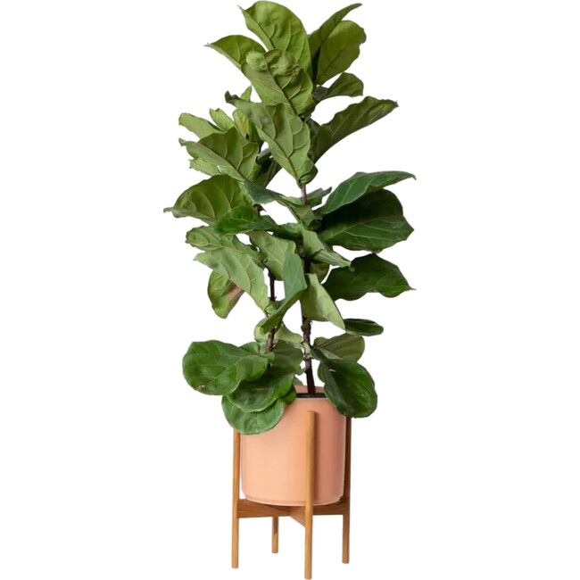 Large Fiddle Leaf Fig Bush, Coral Mid-Century Ceramic with Dark Wood Stand