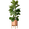 Large Fiddle Leaf Fig Bush, Coral Mid-Century Ceramic with Dark Wood Stand - Planters - 1 - thumbnail