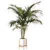Kentia Palm, White Mid-Century Ceramic with Dark Wood Stand - Planters - 1 - thumbnail