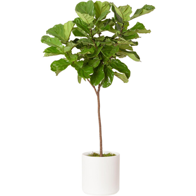 XL Fiddle Leaf Fig Tree, White Mid-Century Ceramic - Planters - 1