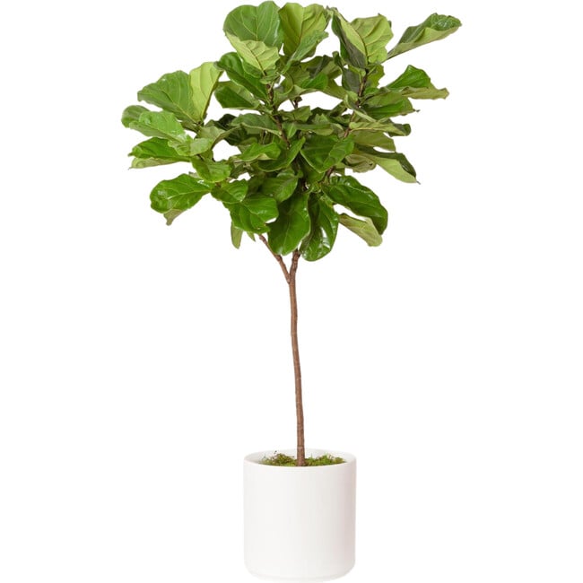 XL Fiddle Leaf Fig Tree, White Mid-Century Ceramic