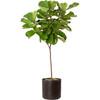 XL Fiddle Leaf Fig Tree, Black Mid-Century Ceramic - Planters - 1 - thumbnail