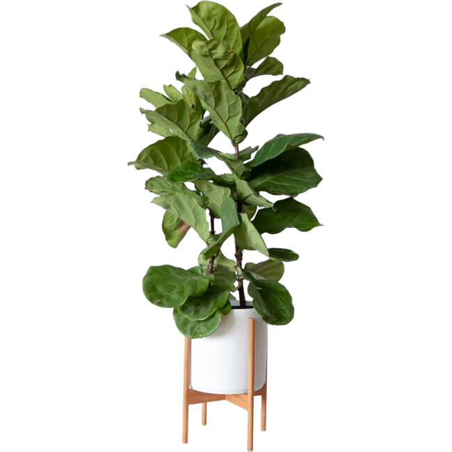 Large Fiddle Leaf Fig Bush, White Mid-Century Ceramic with Dark Wood Stand