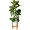 Large Fiddle Leaf Fig Bush, White Mid-Century Ceramic with Dark Wood Stand - Planters - 1 - thumbnail