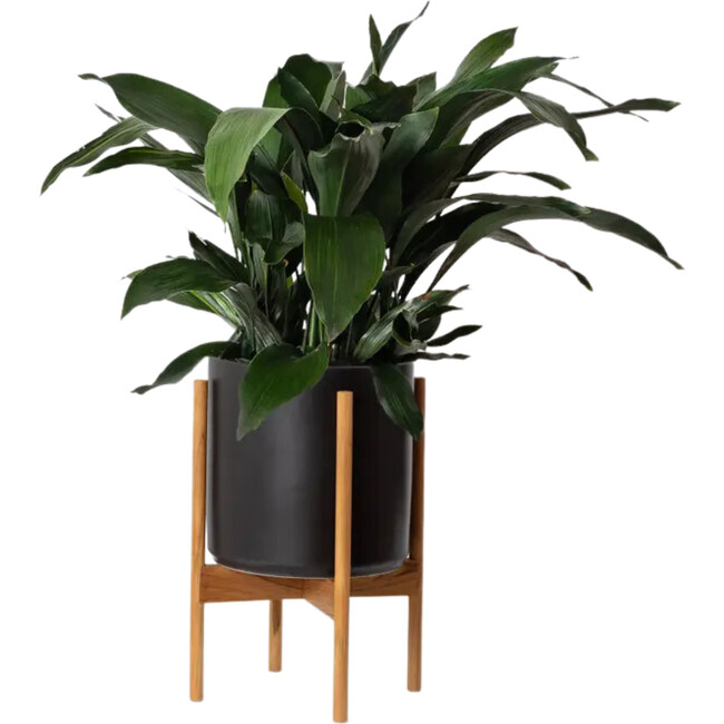 Cast Iron Plant, Black Mid-Century Ceramic with Dark Wood  Stand