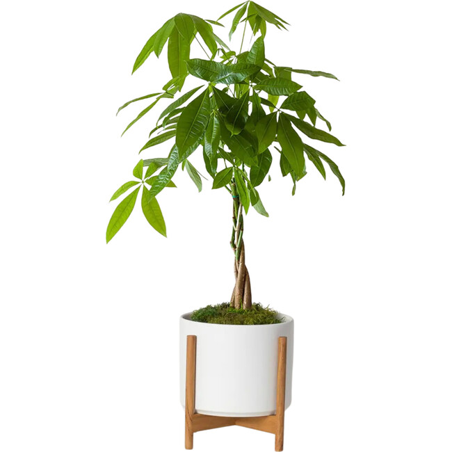 Medium Braided Money Tree, White Mid-Century Ceramic with Dark Wood Stand