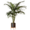 Kentia Palm, Black Mid-Century Ceramic with Dark Wood Stand - Planters - 1 - thumbnail