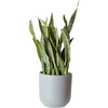 Large Snake Plant, Gray Nouvelle - Planters - 1 - thumbnail