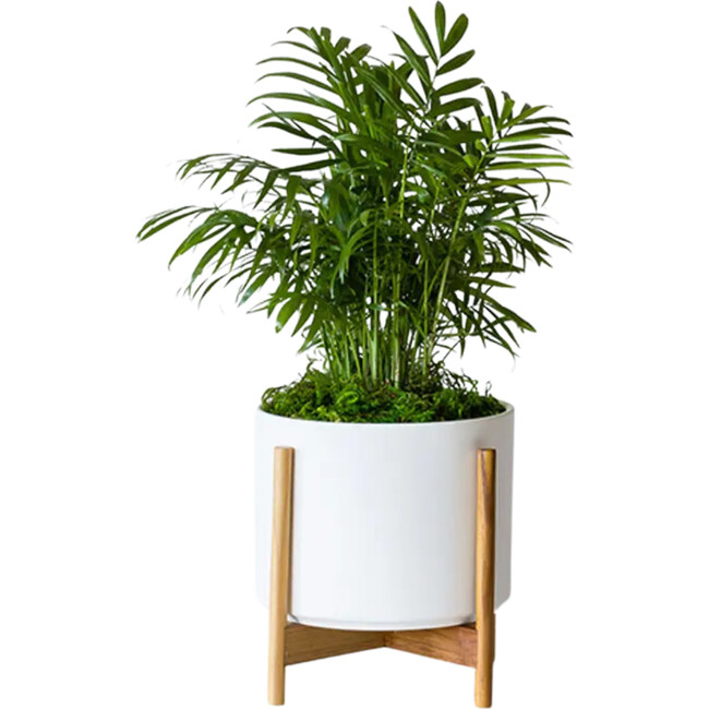 Medium Parlor Palm, White Mid-Century Ceramic