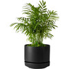 Medium Parlor Palm, Black Scandinavian Ceramic - Planters - 1 - thumbnail