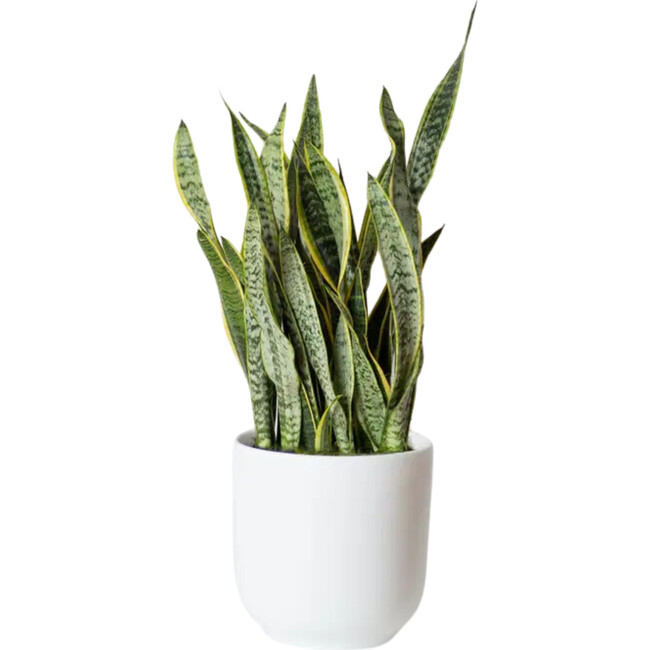 Large Snake Plant, White Nouvelle