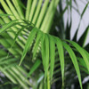 Kentia Palm, White Mid-Century Ceramic with Dark Wood Stand - Planters - 2
