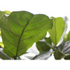 XL Fiddle Leaf Fig Tree, White Mid-Century Ceramic - Planters - 2 - thumbnail