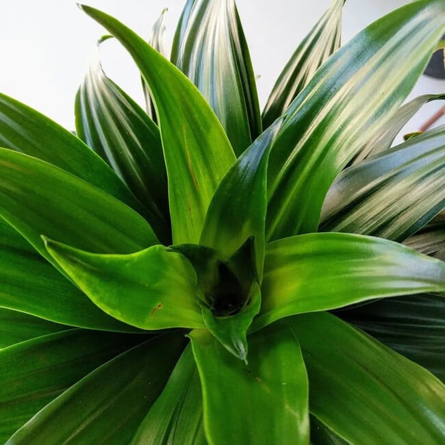 Dracaena Compacta, Sand Scandinavian Ceramic - Planters - 2