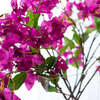 Real Touch Bougainvillea Branches in Modern Slim Rectangle Vase - Bouquets - 2