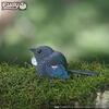 Tui 3D Puzzle - Puzzles - 4