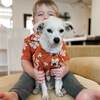 Dog Clay Hibiscus BBQ Shirt, Orange - Shirts - 3