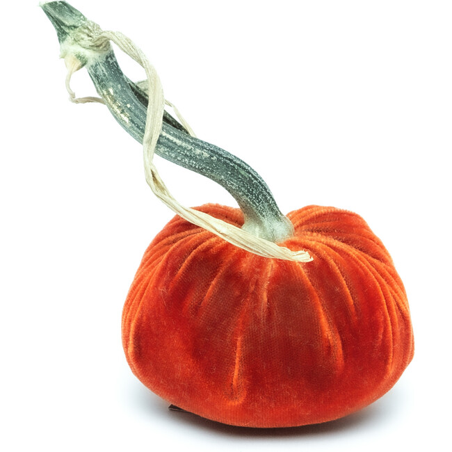 Velvet Pumpkin, Apricot