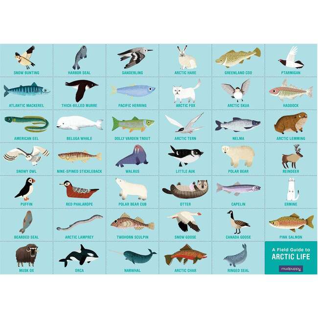 Search & Find Puzzle Set: Arctic & Ocean Life, multi - Puzzles - 5