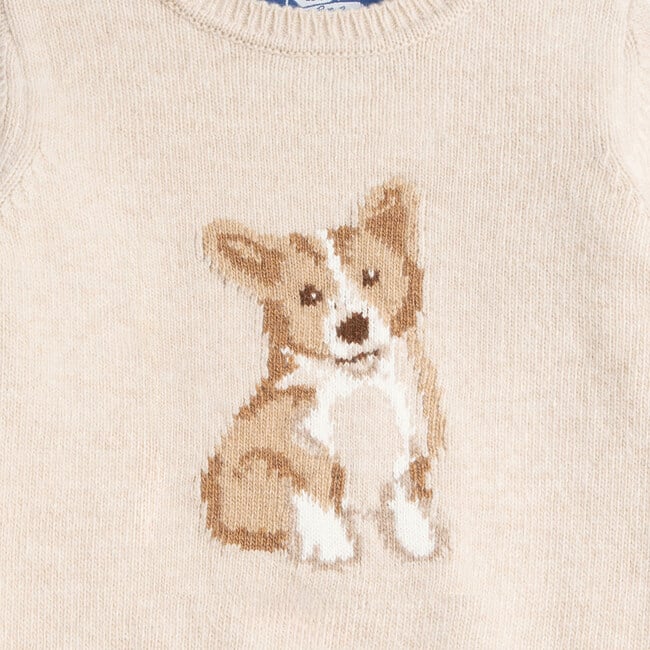 Corgi shops in sweater