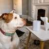 Pawzz Home Sound Machine, Dogs - Other Accessories - 5