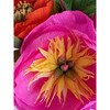 Do You Bouquet - Bouquets - 3