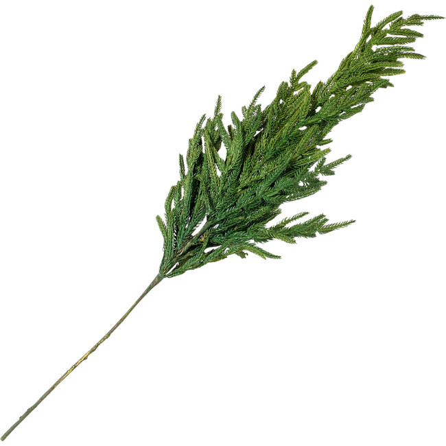 Green Norfolk Pine Branch