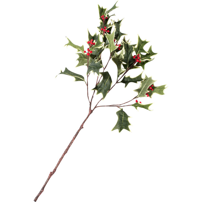 Green Variegated Large Holly Berry Branch