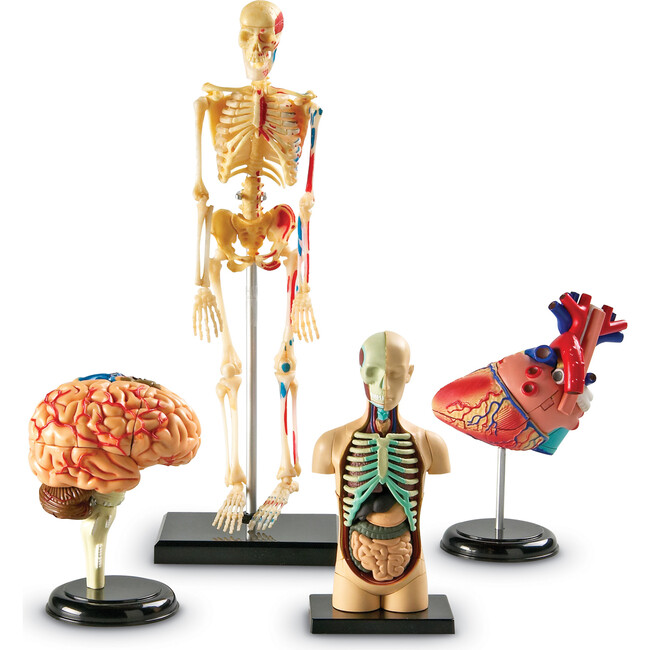 Anatomy Models Bundle - STEM Toys - 2