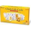 Chick Life Cycle Exploration Set - STEM Toys - 5