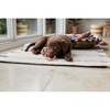 Ashi Large Dog Toy, Caramel & Blue - Pet Toys - 5