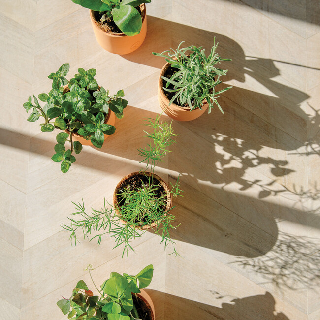 Tiny Terracotta Kit, Baby Watermelon - Planting Kits - 2