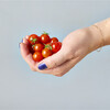 Tiny Terracotta Kit, Cherry Tomato - Planting Kits - 3