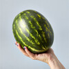 Tiny Terracotta Kit, Baby Watermelon - Planting Kits - 4