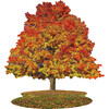 I Am Sugar Maple- Tree Sd Jigsaw Puzzle, 1000 Pieces - Puzzles - 2