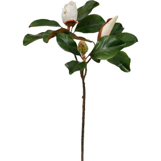 Magnolia Bud Large Stem