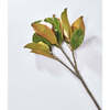 Magnolia Bud Large Stem - Bouquets - 3