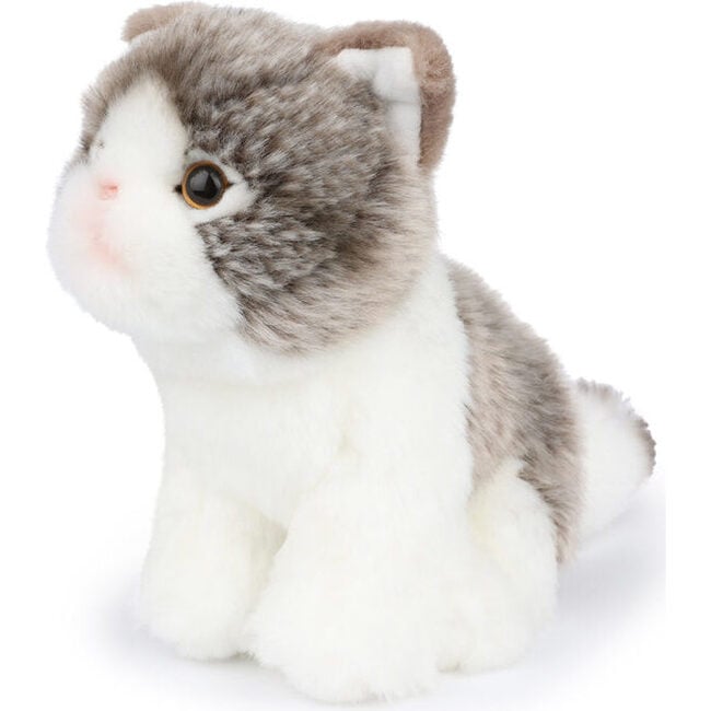 BT CHAPS AMELIE THE SCOTTISH FOLD in Giftbox 6.5" - Plush - 2