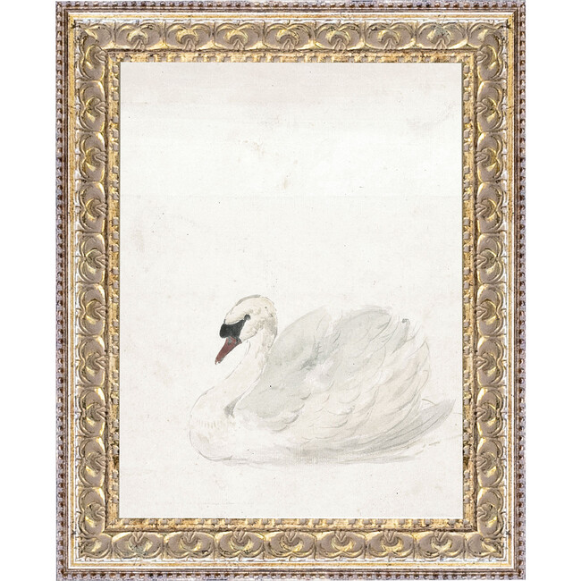 Swan Canvas Print In 8X10 Frame