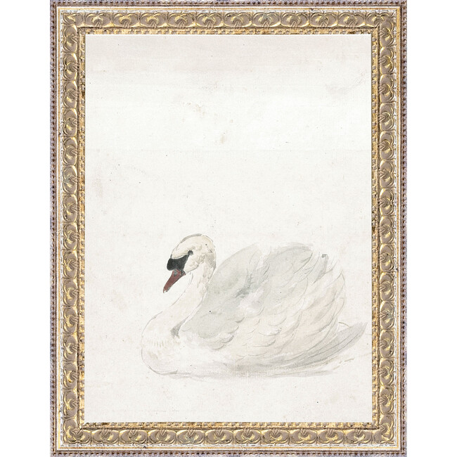 Swan Canvas Print In 12X16 Frame
