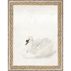 Swan Canvas Print In 12X16 Frame - Art - 1 - thumbnail