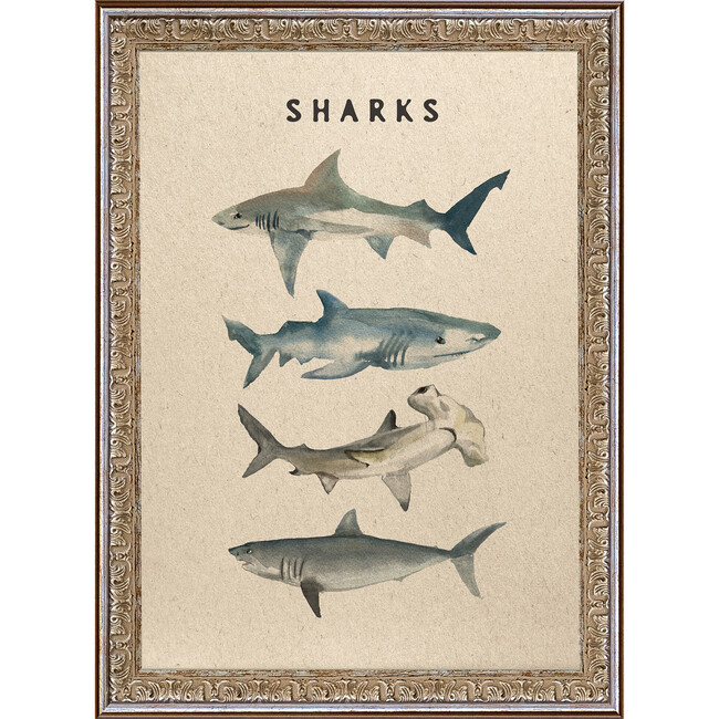 Sharks Canvas Print In 12X16 Frame