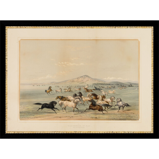 Field Of Horses Canvas Print In 15X11 Frame