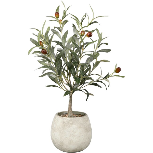 Olive Tree In Cement Pot