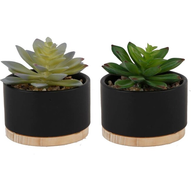 Faux Succulent Duo, Black Ceramic Wood Base