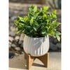 Faux Tea Leaf In Ridge Pot On Stand - Plants - 2